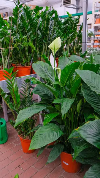Large blooming spathiphyllum flower, zamiokulkas for indoor cultivation and interior decoration in pots in a flower shop.