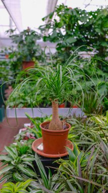 Bokarnea 'yı bir çiçekçide kahverengi bir tencerede iç mimari ve iç dekorasyon için eğdim..