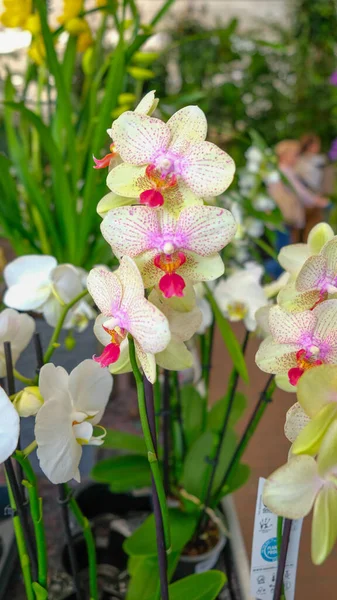 Yellow and white orchids in garden shop. Various orchids sold in store. Flowers orchid in a greenhouse, modern business and private entrepreneurship.