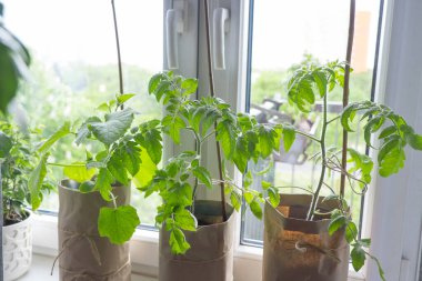 Pencere kenarında, pencerenin yanında ya da balkonda taze domates fideleri ve biber fideleri yetişir. Evde organik sebze ve meyve yetiştiriyorlar. Hobi kavramı, bahçıvanlık..