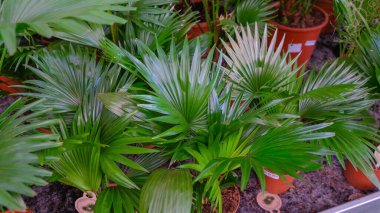 Livistona, serada, fidanlıkta, serada ve dükkanlarda vitrinde küçük saksılarda sergileniyor..