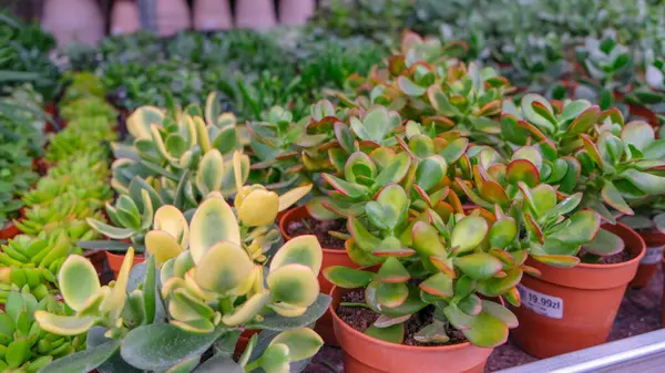 Sunset Crassula for indoor cultivation and interior decoration in pots in a flower shop.