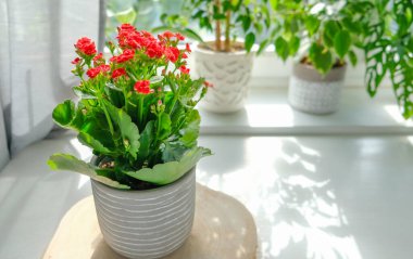 Kalanchoe saksı bitkisi ve canlı kırmızı çiçekler parlak bir odadaki ahşap bir bardak altlığında oturuyorlar. Bitki yumuşak, doğal ışıkla yıkanır, altlığın üzerine gölgeler düşer..