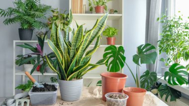 Nakledilen bitki Sansevieria trifoliate odadaki masanın üzerinde duruyor. Masada bitkilerle çalışmak için aletler var, saksılar var. Arka planda raf çiçeği var..