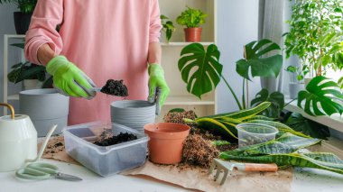 Sansevieria bitkisi ekmekle uğraşan biri. Koruyucu eldivenler takarak konteynırdan bir spatulayla toprak topluyor ve tencereye döküyor. Masada çeşitli araçlar var..