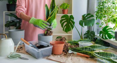Sansevieria bitkisi ekmekle uğraşan biri. Koruyucu eldiven takarak, çiçeği bir tencereye koyar. Masada bitkilerle çalışmak için araçlar var..