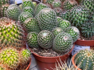 Terracotta tencerelerinde çeşitli yeşil kaktüsler sera, bitki yetiştirme, sera ve dükkanlarda vitrin raflarında farklı şekil ve boyutlarda sergilenmektedir..