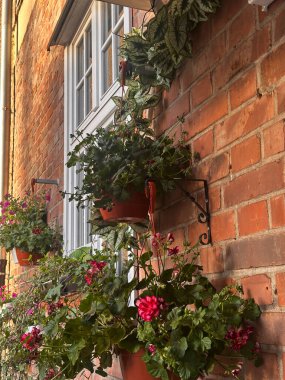 Sardunyalar ve yapraklı sarmaşıklar canlı renkler ve doğal dokularla klasik tuğla cephesini parlatıyor. Asılan saksılar parlak pembe çiçeklerle süslenir kırmızı tuğla bir duvarı.