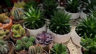 Bir sera ortamında çöl bitkilerinin çeşitliliğini gösteren çeşitli şekil ve boyutlarda bereketli kaktüsler ve sulu bir sera.. 