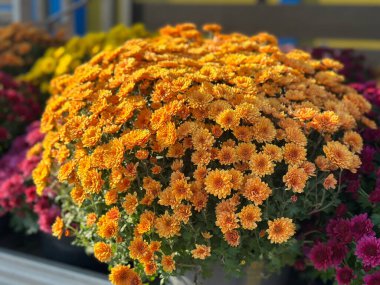 Canlı turuncu kasımpatı kümeleri açık hava pazarı ve bahçesinde çarpıcı bir görüntü oluşturur. Çiçekler tam çiçek açmış, sonbahar mevsiminde zengin renklerini sergiliyorlar..