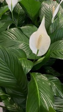 Beyaz spathiphyllum çiçekleri derin yeşil yaprakların üzerinde dimdik durur, taze ve huzurlu bir bahçe havası sunar..