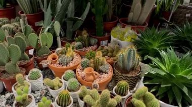 Terracotta ve seramik kaplarda canlı ve dikenli kaktüs koleksiyonu. Doğa ve bitki severler için mükemmel dekoratif fikirler..