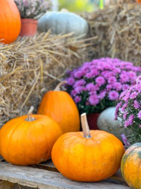 Parlak turuncu balkabaklarıyla sonbahar sahnesi, canlı mor kasımpatılar, ve saman balyaları. Mükemmel mevsimsel gösteriş, samimi düşüş titreşimleri ve şenlikli hasat atmosferini çağrıştırıyor. Dikey fotoğraf