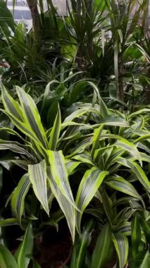 İçerideki çömleklerde yetişen uzun çizgili yaprakları olan yemyeşil tropikal Dracaena. Bir serada ya da bahçe merkezinde canlı bir iç dekoratif bitki gösterisi..