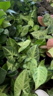 Renkli yeşillik bitkileri, kalp şeklinde sengonyum yeşil ve krem tonlarında yapraklar. Gür ve canlı bir kompozisyon. Bahçe işleri, bitki dekorasyonu, botanik arka planlar için ideal..