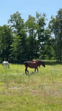 At, çiçek tarlasında sakin bir anın tadını çıkarıyor. Kahverengi bir at yeşil ağaçlarla çevrili kır çiçekleri ve uzun otlarla dolu güneşli bir çayırda huzur içinde otlar..