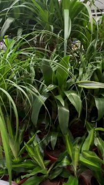 Kapalı alanlarda yetişen uzun yaprakları olan yemyeşil tropikal Dracaena yaprakları. Bir serada ya da bahçe merkezinde canlı bir iç dekoratif bitki gösterisi.. 