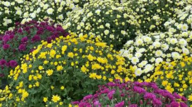 Canlı turuncu ve pembe kasımpatı kümeleri açık hava pazarında çarpıcı bir görüntü oluşturur. Çiçekler tam çiçek açmış, sonbahar mevsiminde zengin renklerini sergiliyorlar..