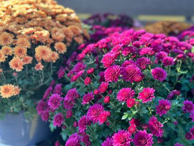 Canlı turuncu ve pembe kasımpatı kümeleri açık hava pazarında çarpıcı bir görüntü oluşturur. Çiçekler tam çiçek açmış, sonbahar mevsiminde zengin renklerini sergiliyorlar..