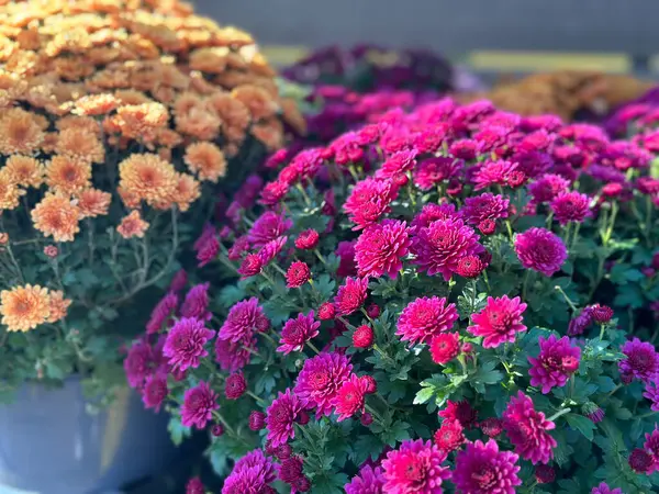 Canlı turuncu ve pembe kasımpatı kümeleri açık hava pazarında çarpıcı bir görüntü oluşturur. Çiçekler tam çiçek açmış, sonbahar mevsiminde zengin renklerini sergiliyorlar..