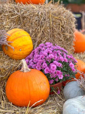 Turuncu balkabakları, mor çiçekleri ve saman balyalarıyla kırsal sonbahar ayarı. Sıcak ve davetkar bir kompozisyon. Sonbahar hasadı ve şenlik havasının özünü yansıtıyor. Dikey fotoğraf