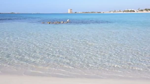 Playa Porto Cesareo Salento Región Apulia Italia — Vídeos de Stock