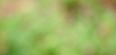 Arkaplan olarak sunum için yeşil bokeh 'i bulanıklaştır.
