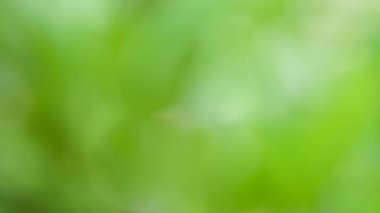 Arkaplan olarak sunum için yeşil bokeh 'i bulanıklaştır.