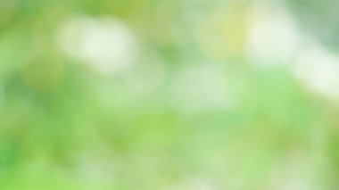 Arkaplan olarak sunum için yeşil bokeh 'i bulanıklaştır.