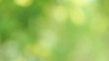 Arkaplan olarak sunum için yeşil bokeh 'i bulanıklaştır.