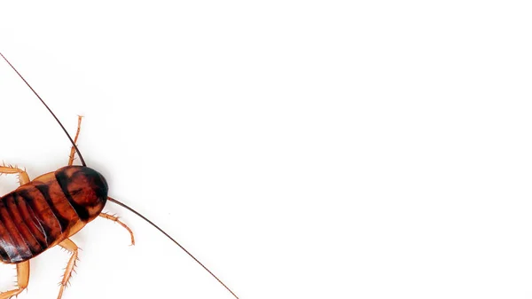 Cockroaches Isolated White Clipping Path — Stock Photo, Image