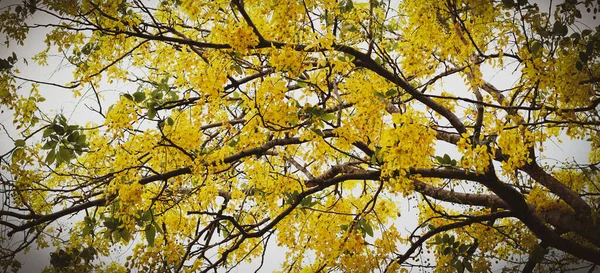 Gula Blommor Trädet — Stockfoto