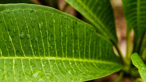Frische Grüne Blätter Mit Wassertropfen Herunterregnen Mit Regentropfen Entspannen — Stockfoto