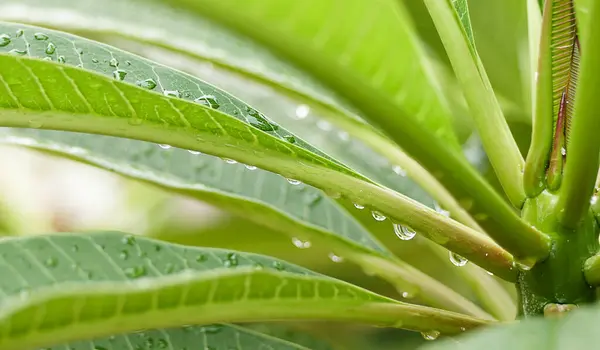 Дождь Свежих Зеленых Листьев Капельками Воды Расслабиться Концепцией Капли Дождя — стоковое фото