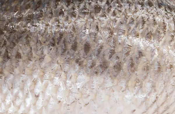 魚介類店での氷の上の魚の閉鎖 — ストック写真