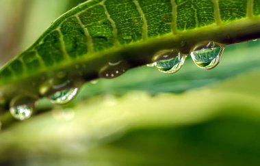 Yağmurdan sonra yeşil yapraklı su damlaları. Yakın plan arkaplan.
