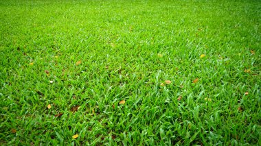 Güneşli yaz gününde parkta taze yeşil çimen arka planı