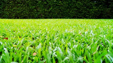 Güneşli yaz gününde parkta taze yeşil çimen arka planı