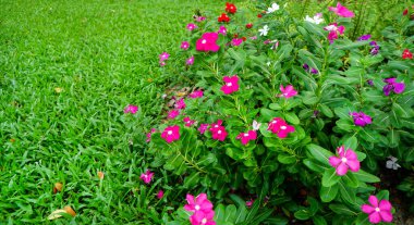 Kataranthus gülleri bir bahçede, pembe renkli çiçekler, mor çiçekler.