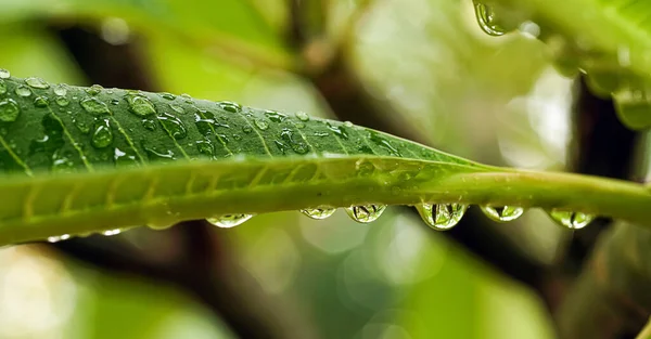 Zelený List Kapkami Vody Dešti Pozadí Detailu — Stock fotografie