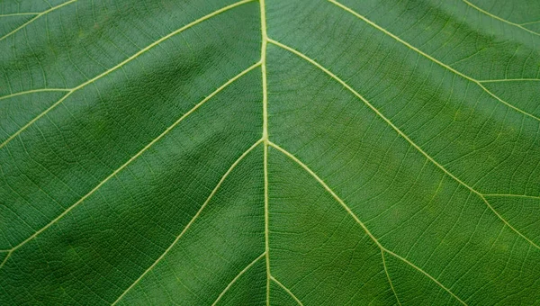 Зеленый Лист Текстуры Фон — стоковое фото