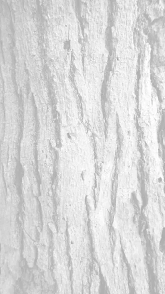 Textura Rachada Madeira Velha Textura Casca Árvore Sem Costura Fundo — Fotografia de Stock
