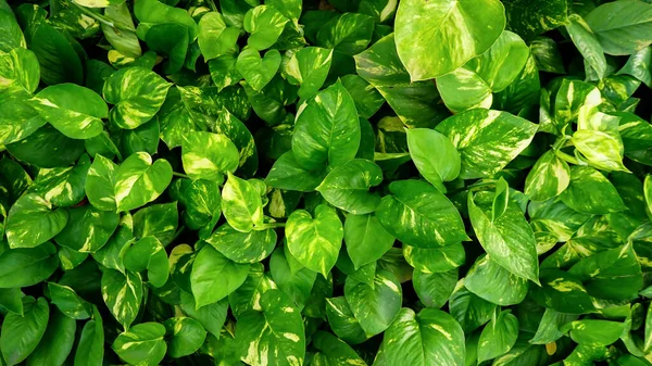 Folhas Verdes Uma Fábrica Jardim — Fotografia de Stock
