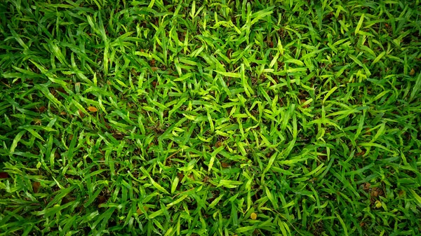 Świeże Zielone Tło Trawy Słoneczny Letni Dzień Parku — Zdjęcie stockowe