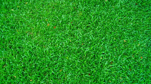 Свіжий Зелений Фон Трави Сонячний Літній День Парку — стокове фото