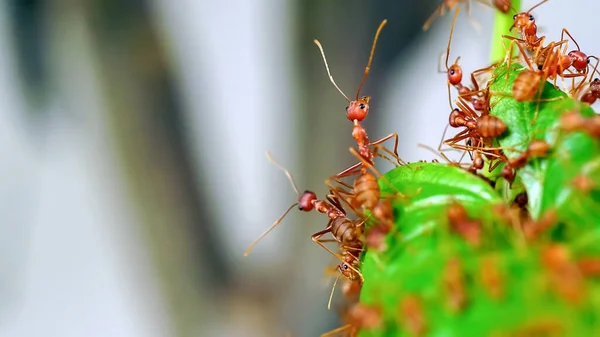 赤アリは緑の枝で食べ物を探しています アリは森の巣を守るために枝を歩いている — ストック写真