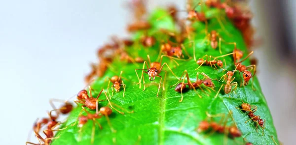 Kırmızı Karıncalar Yeşil Dallarda Yiyecek Arıyorlar Karıncaları Ormandaki Yuvayı Korumak — Stok fotoğraf