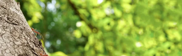 Червоні Мурахи Шукають Їжу Зелених Гілках Робочі Мурахи Ходять Гілках — стокове фото