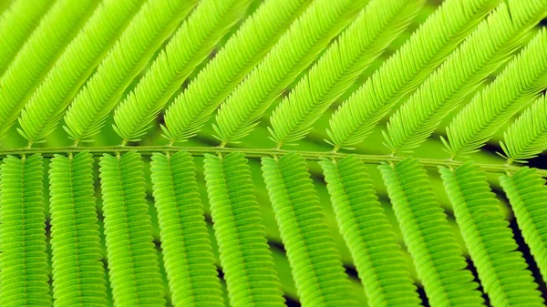 Grüne Akazienblätter Dienen Als Hintergrund — Stockfoto