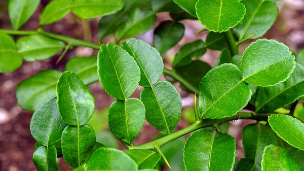 Листья Липы Кафр Свежем Зеленом Дереве — стоковое фото